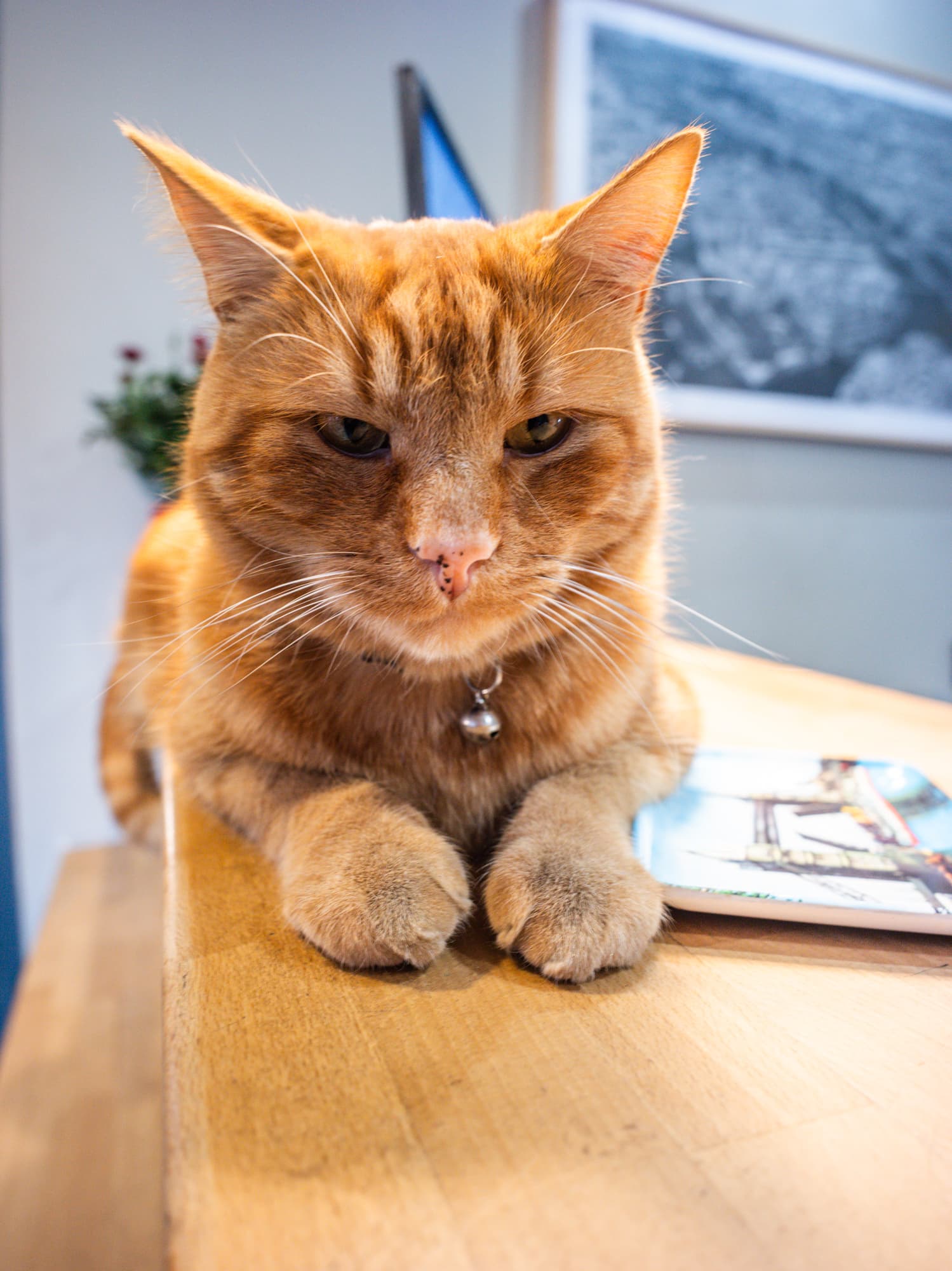Skippy, mascotte de l'Hôtel du Marché