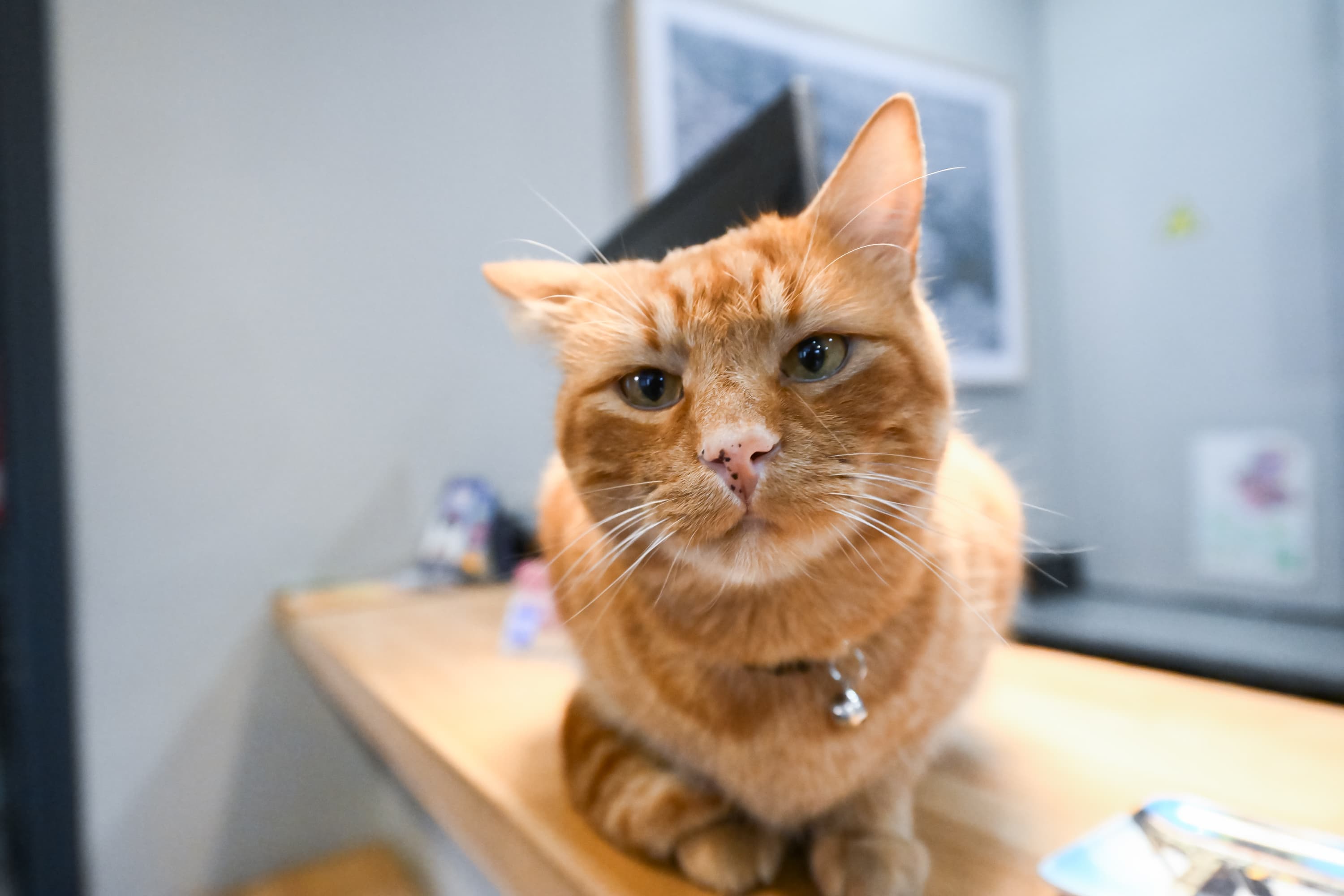 Skippy, mascotte de l'Hôtel du Marché